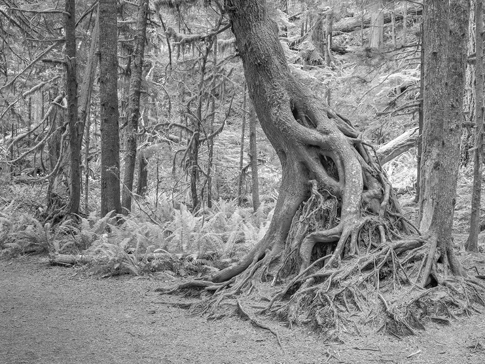 Usa-Washington State-Olympic National Park